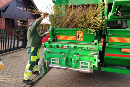 Harmonogram odbioru choinek