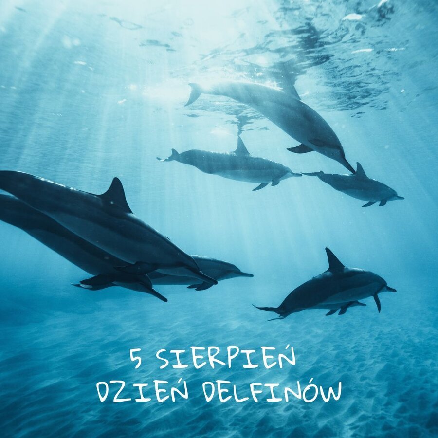 5 Sierpnia Międzynarodowy Dzień Delfinów 