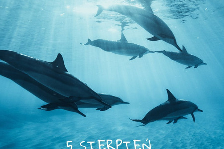 5 Sierpnia Międzynarodowy Dzień Delfinów 