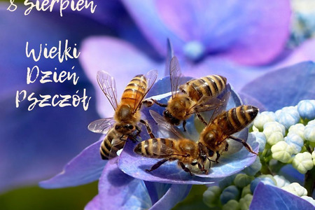 8 sierpnia – Wielki Dzień Pszczół! 