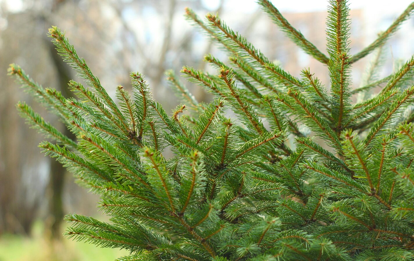 Harmonogram odbioru choinek 2026